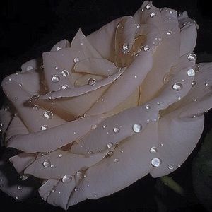 Meet your Posher, Davis